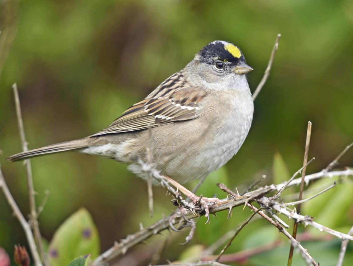 Time For The Annual Backyard Bird Count YardSmartMarin