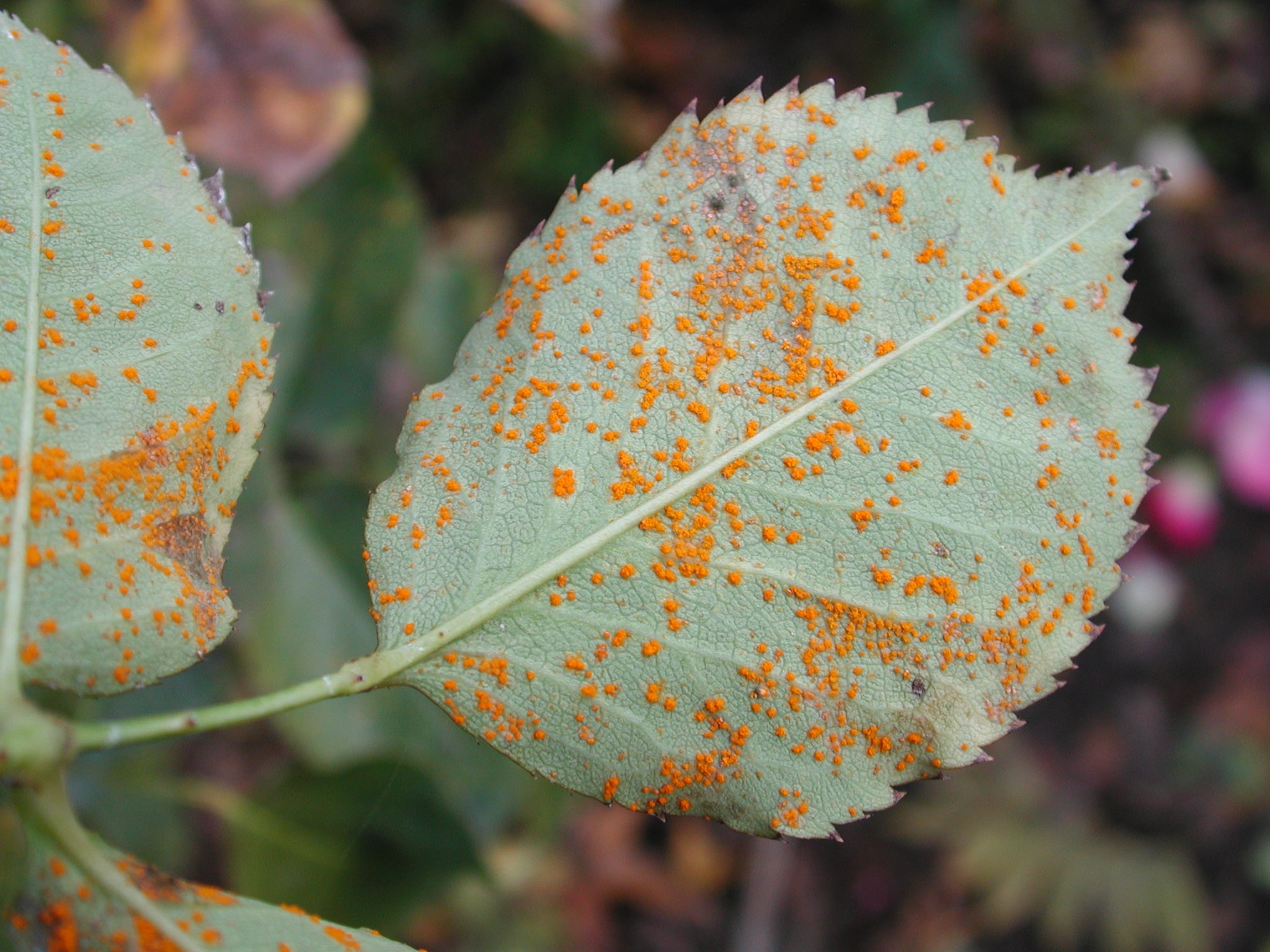 How To Treat Rust On Rose Leaves