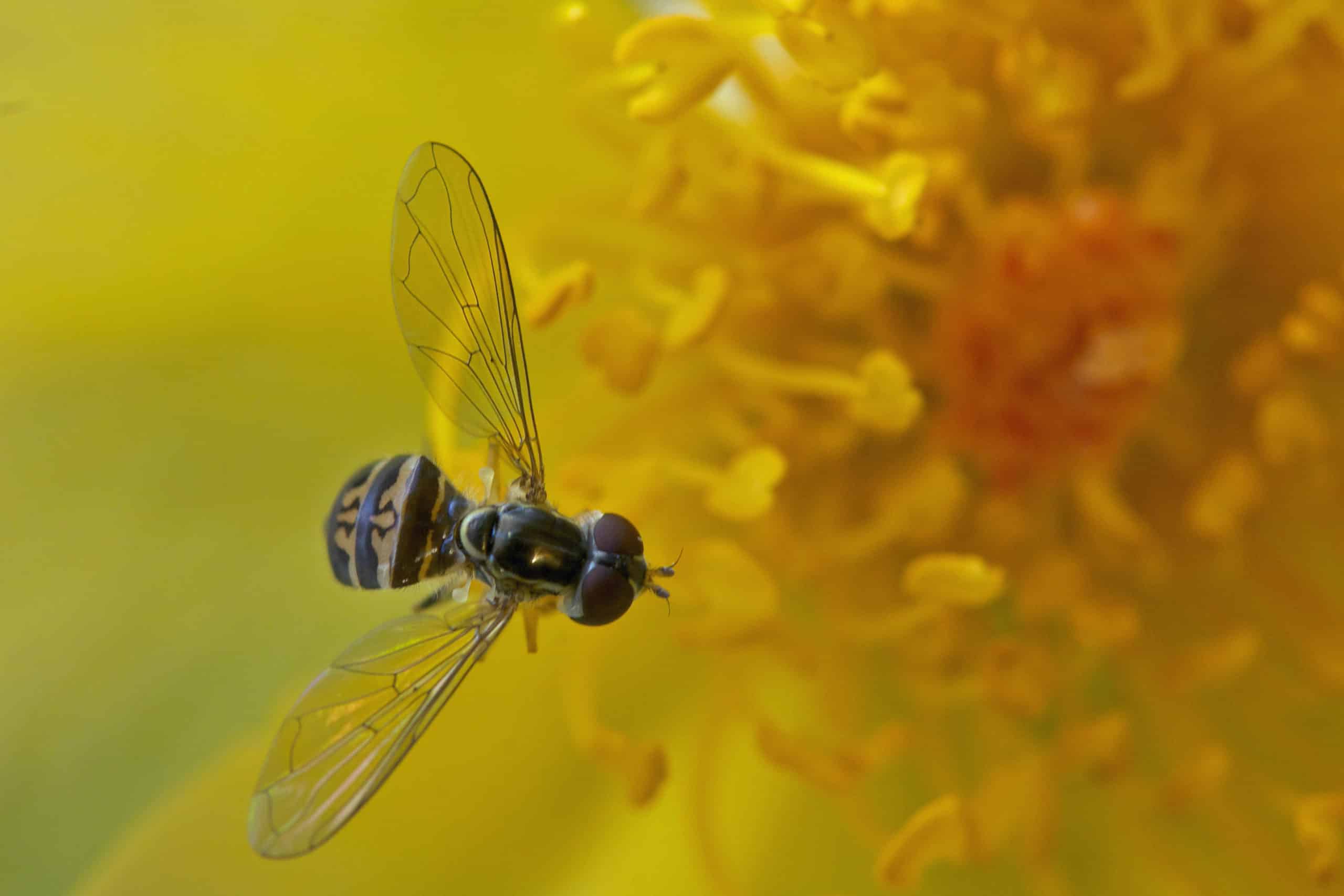 Syrphid flies - the honeybee look-alike - YardSmartMarin