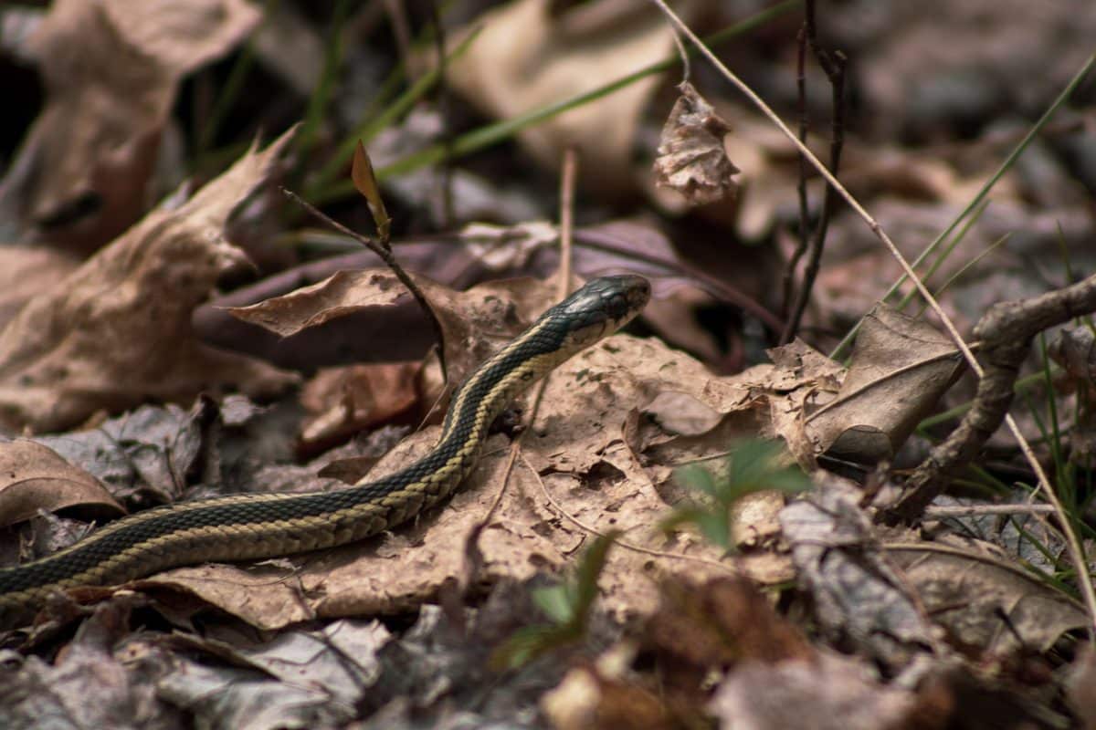 snakes-are-good-for-the-garden-yardsmartmarin